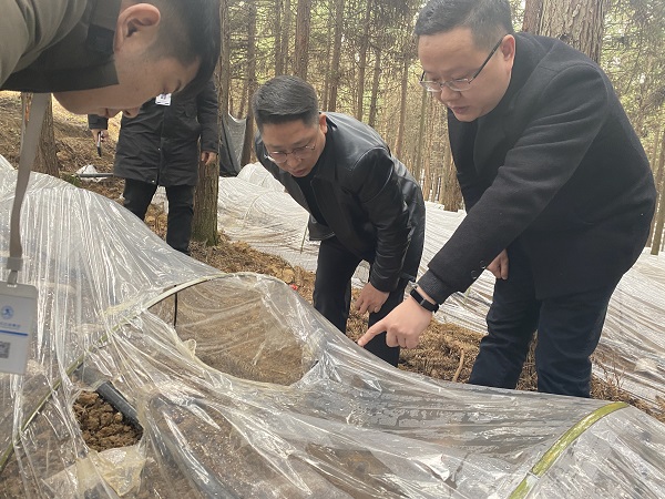 銅仁城交集團(tuán)黨委委員、副總經(jīng)理趙天勇一行赴石阡縣檢查羊肚菌基地種植情況